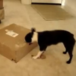 Do Tell: Do Your Pets Open Boxes?