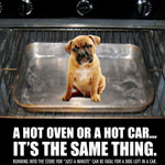 Quiz: What Do You Know About Dogs Left in Cars? Quiz: What Do You Know About Dogs Left in Cars?
