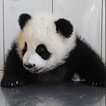 Play Our Baby Animal Faceoff For a Chance to Win Big Bucks! Play Our Baby Animal Faceoff For a Chance to Win Big Bucks!