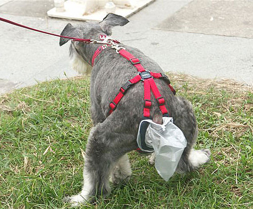 The PooTrap: Spoiled Sweet or Spoiled Rotten?