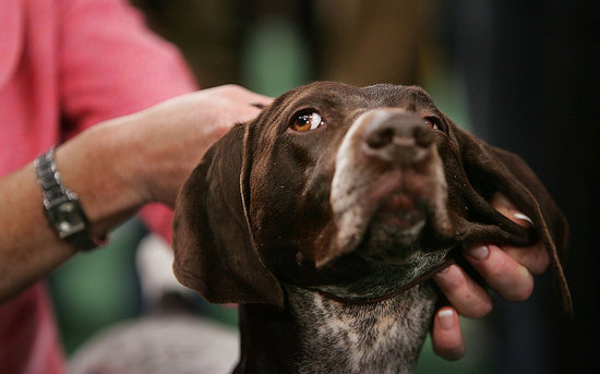 Guess What Breed?