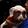 RIP, Chanel: The World's Oldest Dog Passes Away