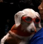 RIP, Chanel: The World's Oldest Dog Passes Away