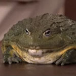 Largest Snake in Captivity Makes His Debut With Conan O'Brien!