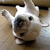 Super-Cute Video: This Pup Can't Get a Leg Up