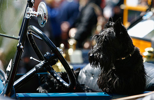 How Often Do Your Pets Take Car Trips?