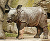 Hi, Seto Paitala: 12 Random Rhino Facts to Welcome This Babe