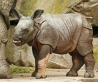 Hi, Seto Paitala: 12 Random Rhino Facts to Welcome This Babe