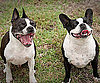 Pet Pic of the Day: Two-For-One Mugsy and Pixie