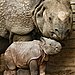 Rhino Speak