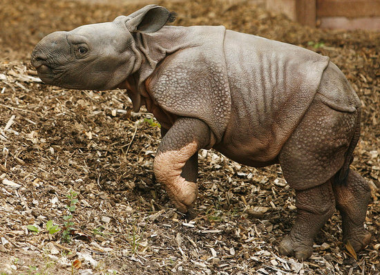 Rhino Be Nimble, Rhino Be Quick