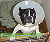 The Pet Ate WHAT?! This Year's Most Unusual Insurance Claims