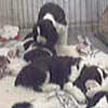 Puppy Cam, Springer Spaniel Edition