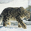 Can You Identify All of Mac OS X's Big Cats?