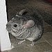Popular Pet Chinchilla Names