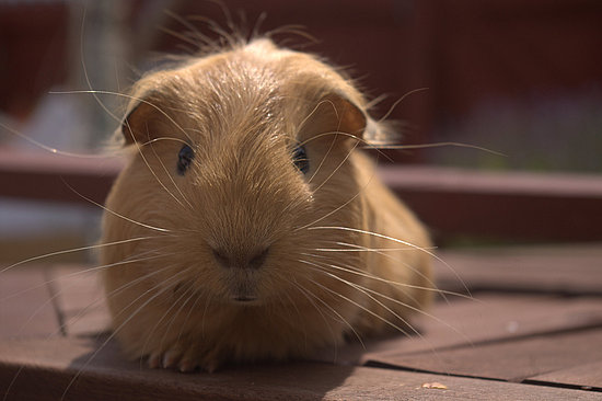 Popular Pet Guinea Pig Names
