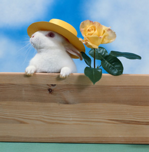 Freeze Up an Easy Treat For Rabbits!