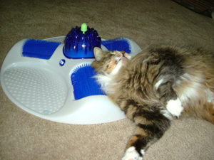 Cat Spa Cat Spa