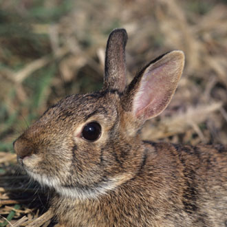 What Do You Know About Rabbits? What Do You Know About Rabbits?