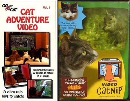 Cat Adventure Video and Video Catnip Cat Adventure Video and Video Catnip
