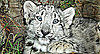 Snow Leopard Cubs In Sunny LA