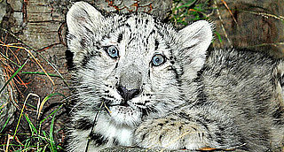 Sneak Peek! Meet LA Zoo's New Snow Leopards