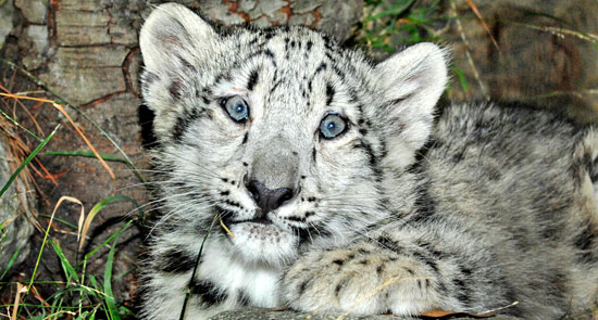 Snow Leopard Cubs In Sunny LA