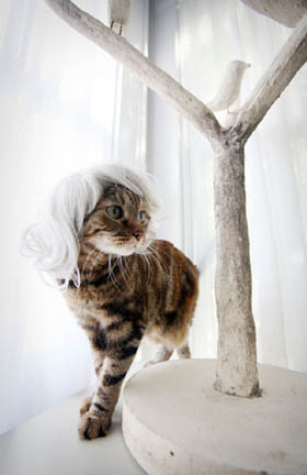 Kitty Wigs Kitty Wigs