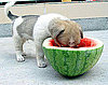 Cute Alert: Dog Dives Into Watermelon Headfirst!