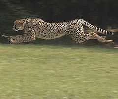 Sarah Sets New World Record For 100 Meter Dash!