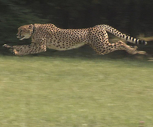 Sarah Sets New World Record For 100 Meter Dash!