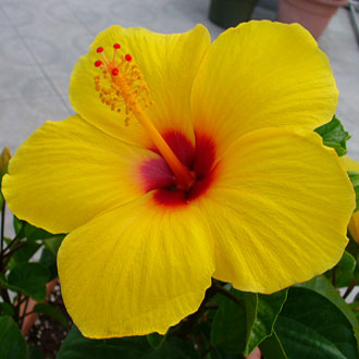 Image Image
