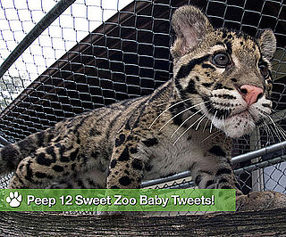 12 Cutest Zoo Babes Spotted on Twitter
