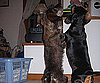 Pet Pic of the Day: Mattie and Sassy Are Tiny Dancers