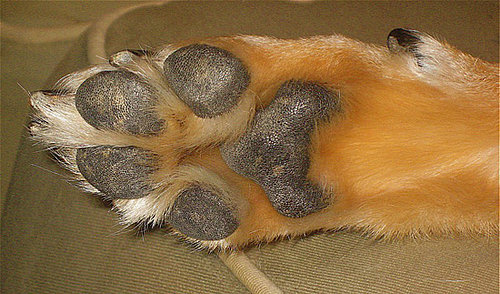 Pet Peeves: Can I Put My Moisturizer on My Dogs' Paws?