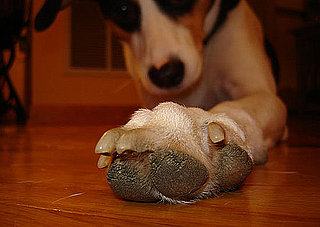 Do Tell: Do You Think Dog Paws Smell Like Corn Chips?