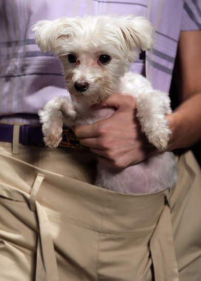 Fashion Forward or Faux Pas: Vivienne Westwood Dog Pouch? Fashion Forward or Faux Pas: Vivienne Westwood Dog Pouch?