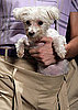 Fashion Forward or Faux Pas: Vivienne Westwood Dog Pouch?