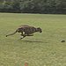 Run, Run, Run