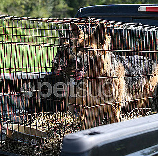 Farewell, Shooka, and Nala: Gosselins' Dogs Go Back to Breeder!