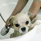 Six Grooming Tips for Cats and Dogs