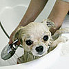 Six Grooming Tips for Cats and Dogs