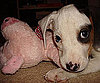 Pet Pic of the Day: Gino Loves Pig