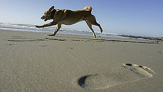 What Do You Know About Canine Skin Cancer?