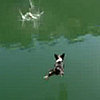 Do Tell: Could Your Dog Climb a Ladder? 