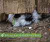Cleverly Cute Canines Play Peek-a-Boo!