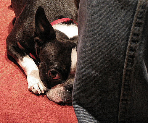 Shy Stella Shy Stella