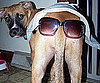 Pet Pic of the Day: Harlow's Rather Cheeky (Literally.)