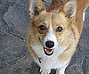 Pet Pic of the Day: Miss Penny Stops to Pose