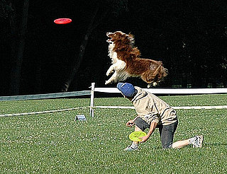 Do Your Pets Play Frisbee?